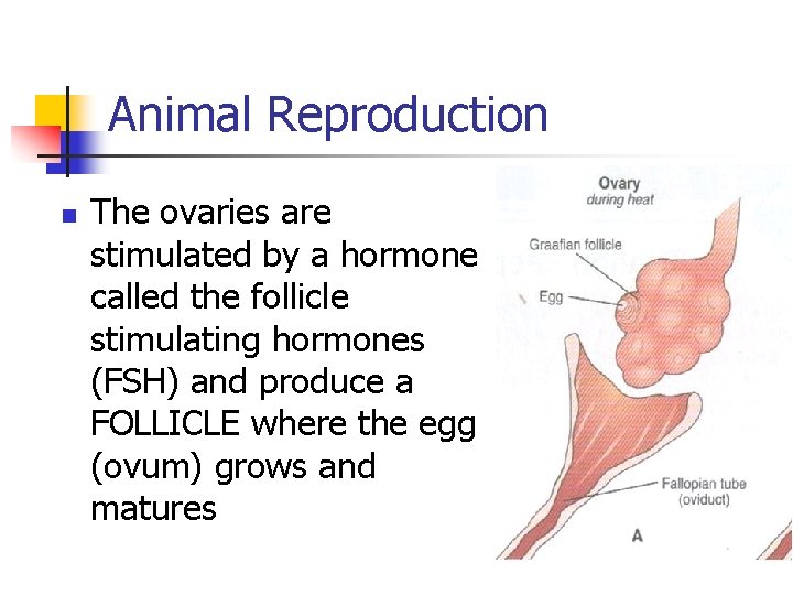 Animal Reproduction n The ovaries are stimulated by a hormone called the follicle stimulating