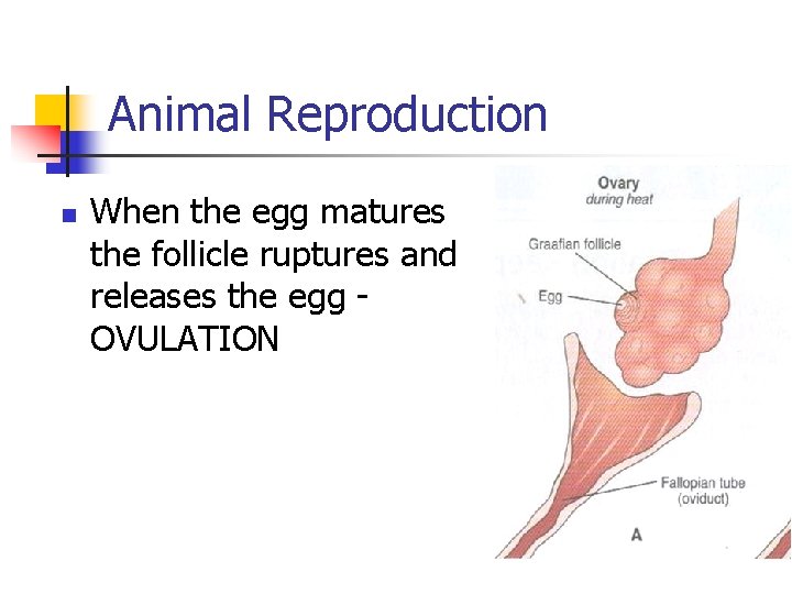 Animal Reproduction n When the egg matures the follicle ruptures and releases the egg