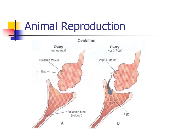 Animal Reproduction 