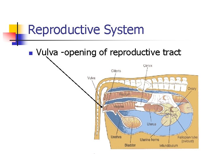 Reproductive System n Vulva -opening of reproductive tract 