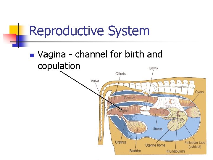 Reproductive System n Vagina - channel for birth and copulation 