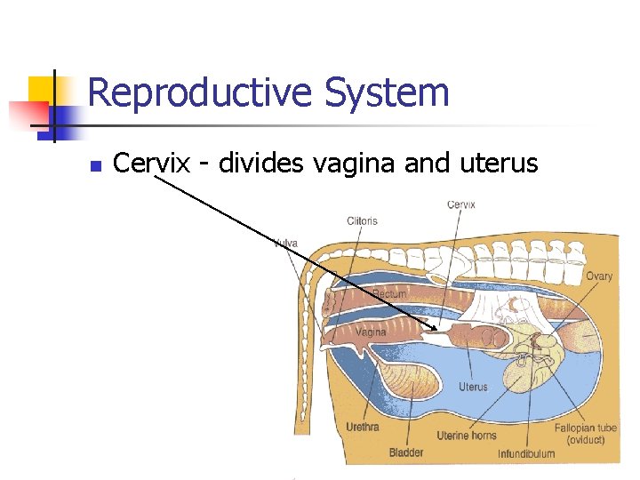 Reproductive System n Cervix - divides vagina and uterus 