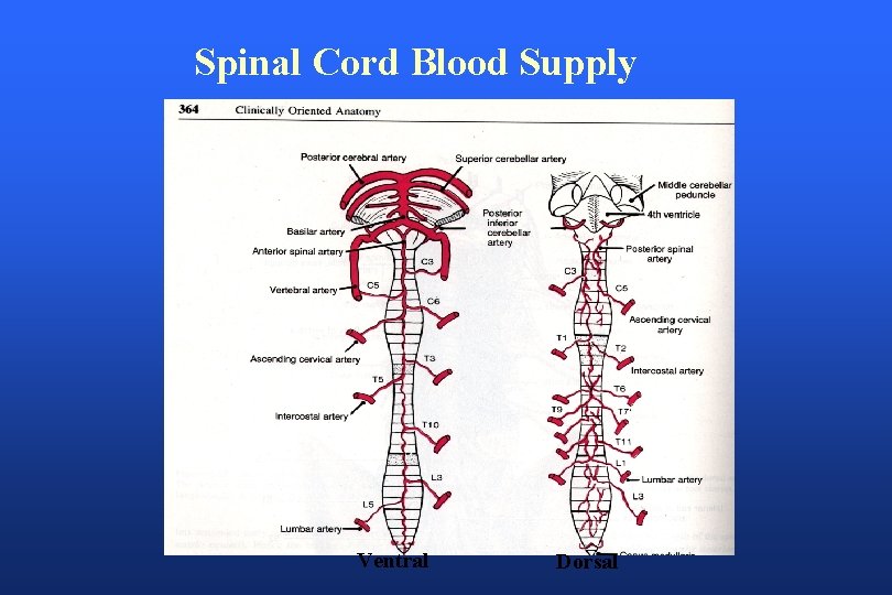 Spinal Cord Blood Supply Ventral Dorsal 