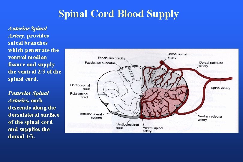 Spinal Cord Blood Supply Anterior Spinal Artery, provides sulcal branches which penetrate the ventral