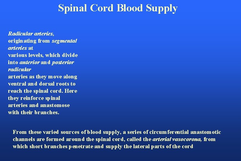 Spinal Cord Blood Supply Radicular arteries, originating from segmental arteries at various levels, which