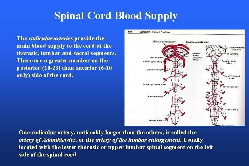 Spinal Cord Blood Supply The radicular arteries provide the main blood supply to the