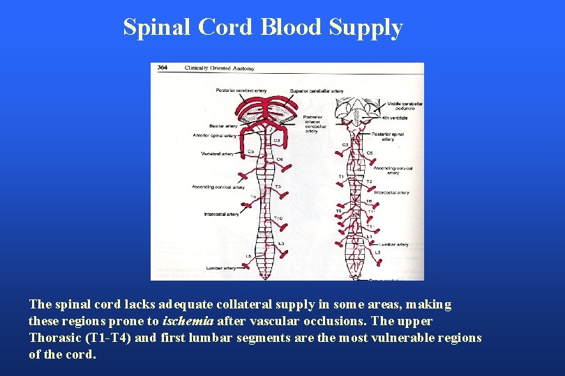 Spinal Cord Blood Supply The spinal cord lacks adequate collateral supply in some areas,