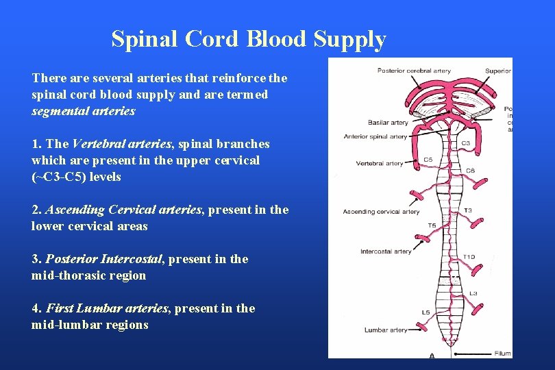 Spinal Cord Blood Supply There are several arteries that reinforce the spinal cord blood