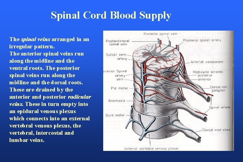 Spinal Cord Blood Supply The spinal veins arranged in an irregular pattern. The anterior