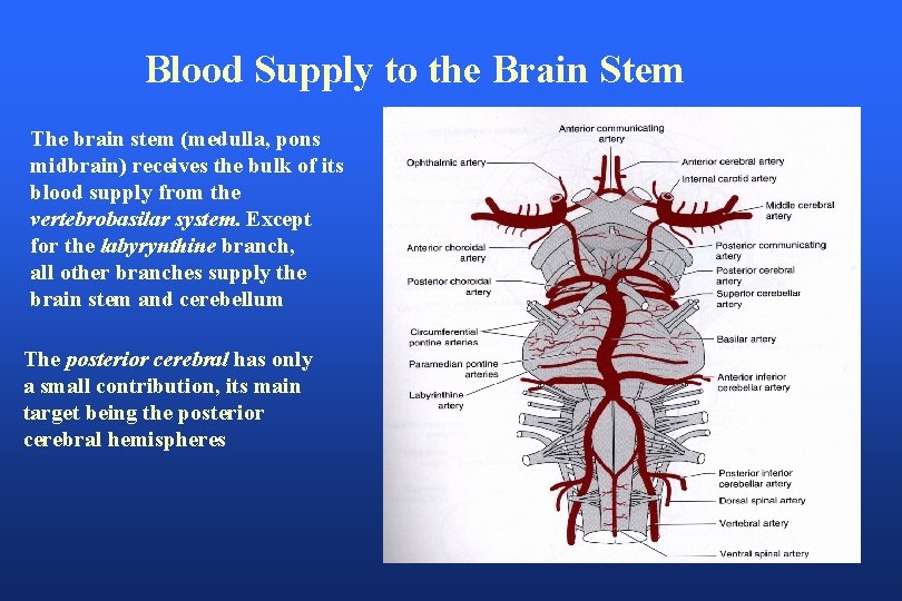 Blood Supply to the Brain Stem The brain stem (medulla, pons midbrain) receives the