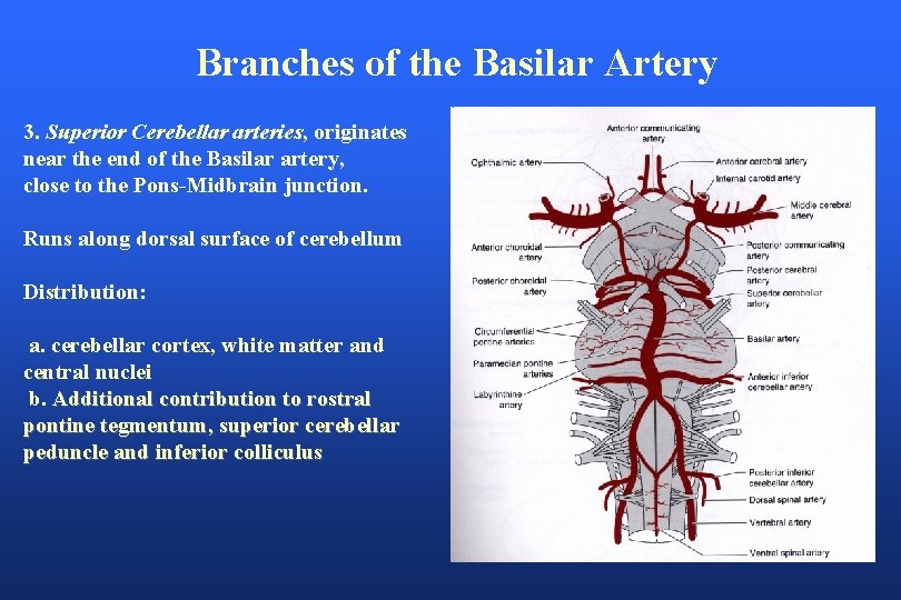Branches of the Basilar Artery 3. Superior Cerebellar arteries, originates near the end of