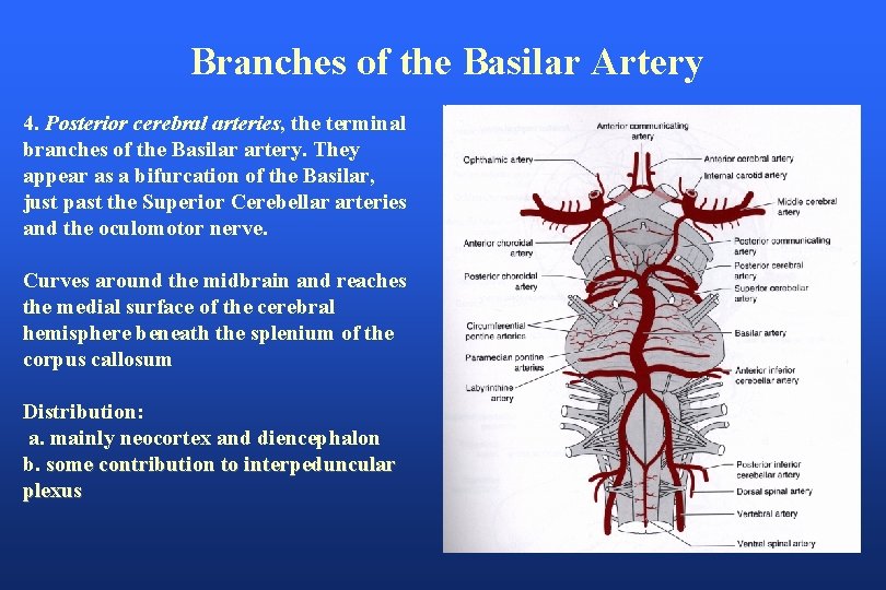 Branches of the Basilar Artery 4. Posterior cerebral arteries, the terminal branches of the