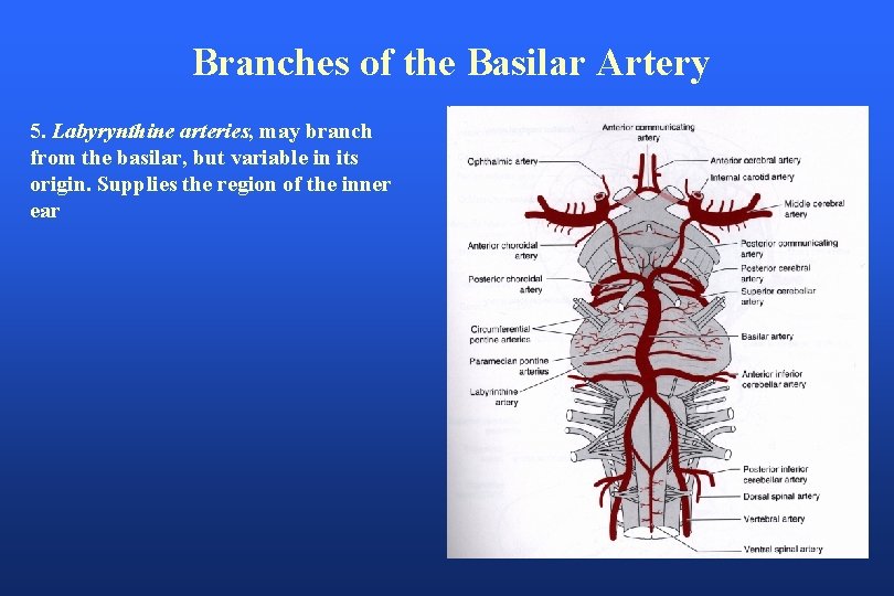 Branches of the Basilar Artery 5. Labyrynthine arteries, may branch from the basilar, but