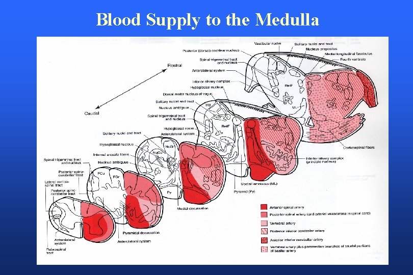 Blood Supply to the Medulla 