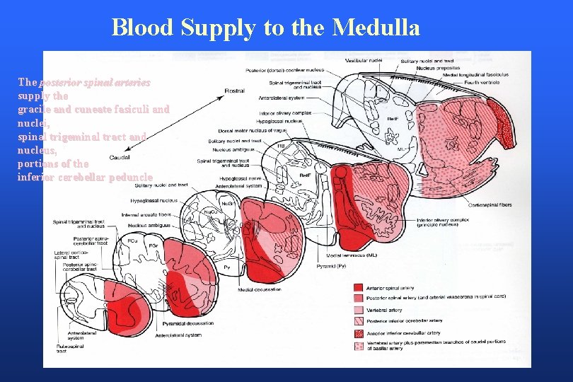 Blood Supply to the Medulla The posterior spinal arteries supply the gracile and cuneate