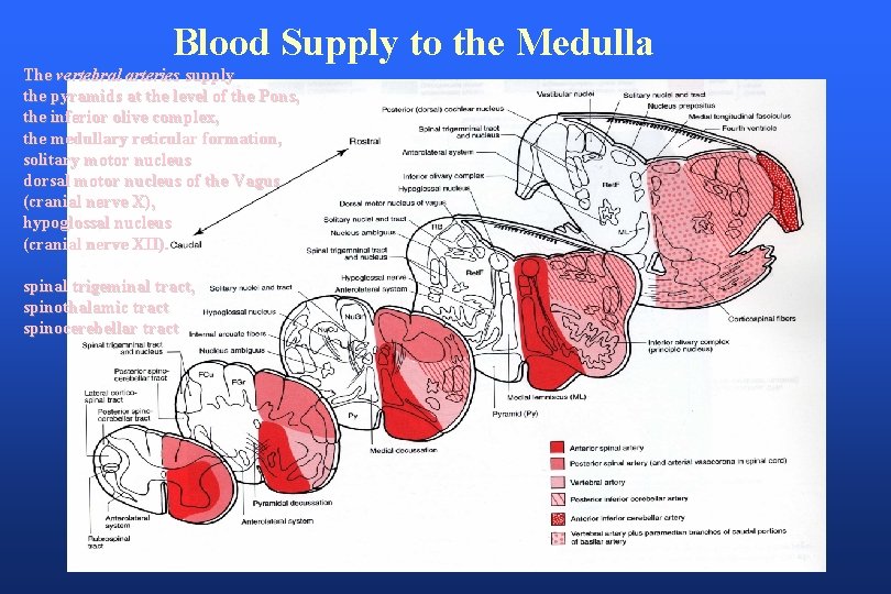 Blood Supply to the Medulla The vertebral arteries supply the pyramids at the level