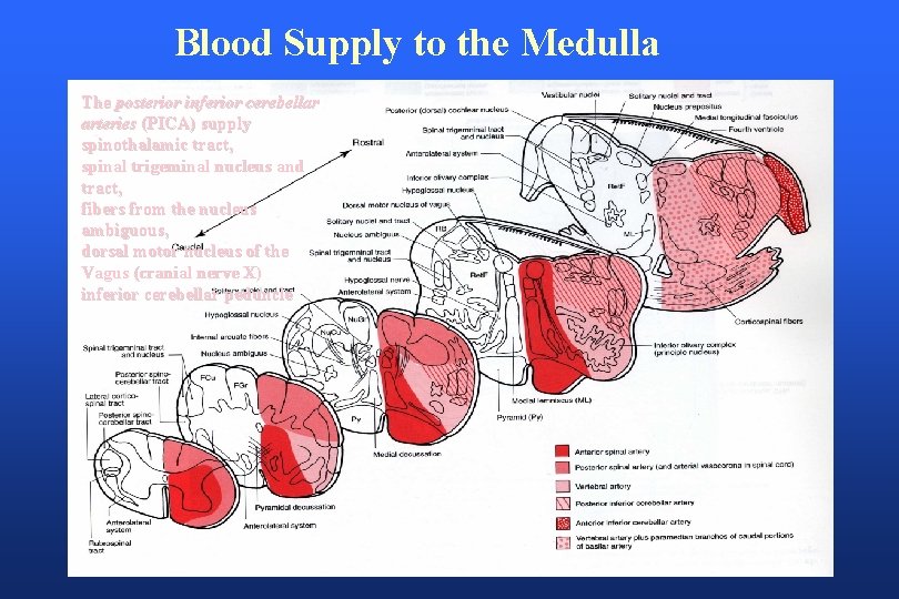 Blood Supply to the Medulla The posterior inferior cerebellar arteries (PICA) supply spinothalamic tract,