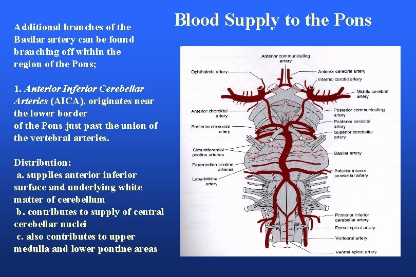 Additional branches of the Basilar artery can be found branching off within the region