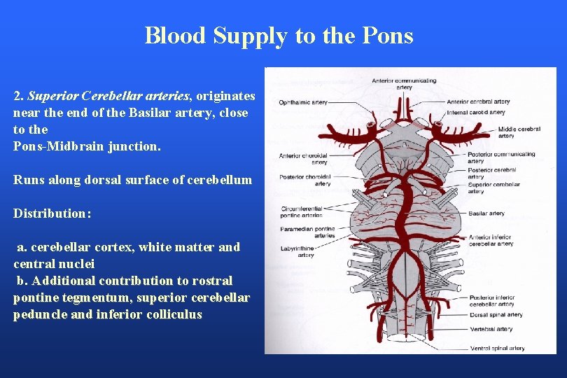 Blood Supply to the Pons 2. Superior Cerebellar arteries, originates near the end of