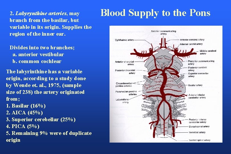 2. Labyrynthine arteries, may branch from the basilar, but variable in its origin. Supplies