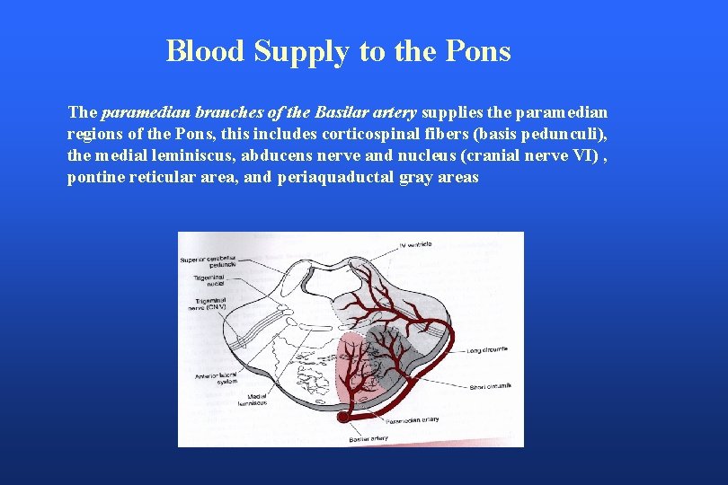Blood Supply to the Pons The paramedian branches of the Basilar artery supplies the