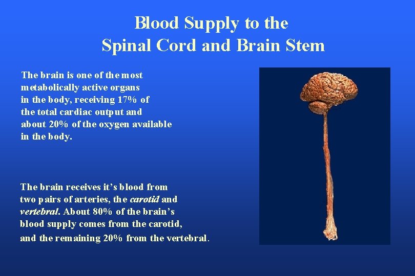 Blood Supply to the Spinal Cord and Brain Stem The brain is one of