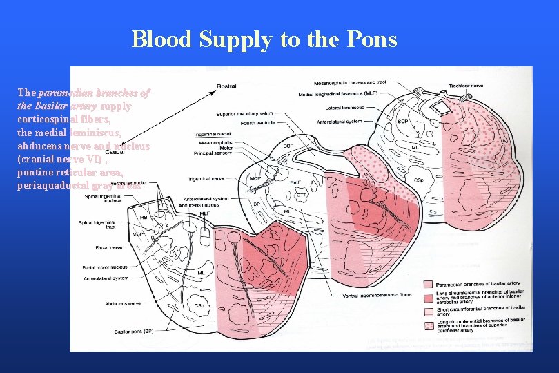 Blood Supply to the Pons The paramedian branches of the Basilar artery supply corticospinal