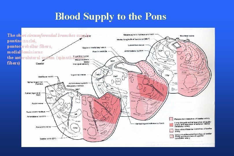 Blood Supply to the Pons The short circumferential branches supply, pontine nuclei, pontocerebellar fibers,