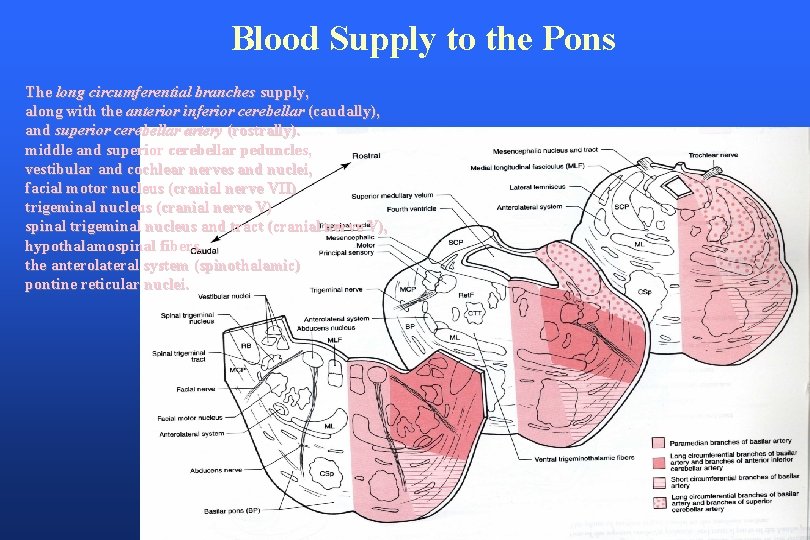 Blood Supply to the Pons The long circumferential branches supply, along with the anterior