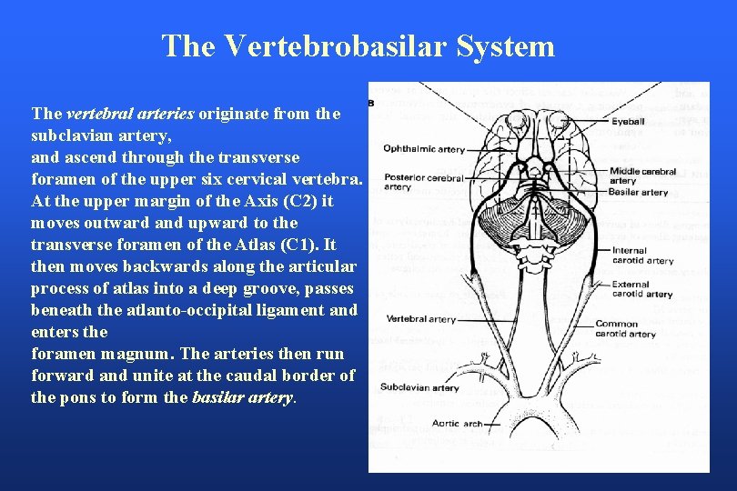 The Vertebrobasilar System The vertebral arteries originate from the subclavian artery, and ascend through