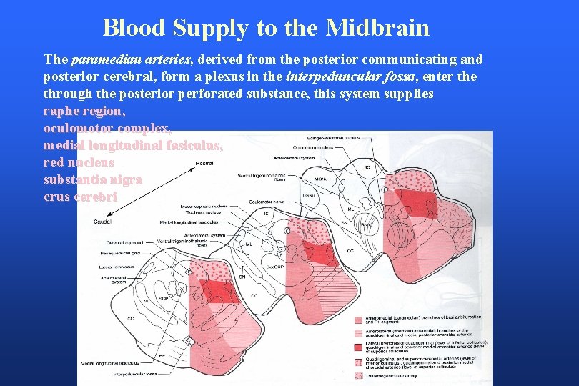 Blood Supply to the Midbrain The paramedian arteries, derived from the posterior communicating and