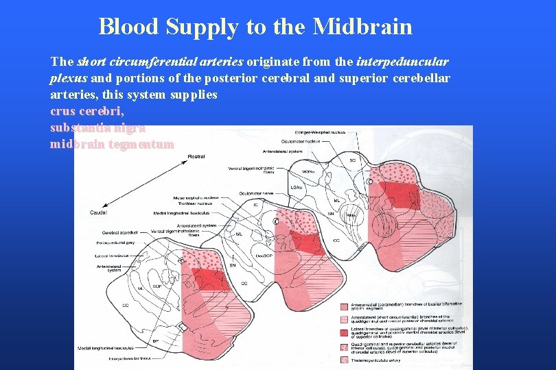 Blood Supply to the Midbrain The short circumferential arteries originate from the interpeduncular plexus