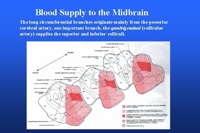 Blood Supply to the Midbrain The long circumferential branches originate mainly from the posterior