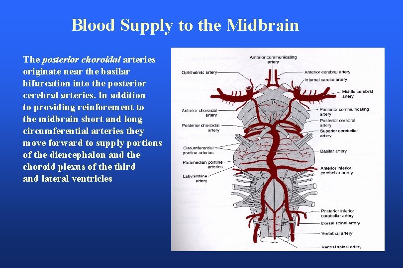 Blood Supply to the Midbrain The posterior choroidal arteries originate near the basilar bifurcation