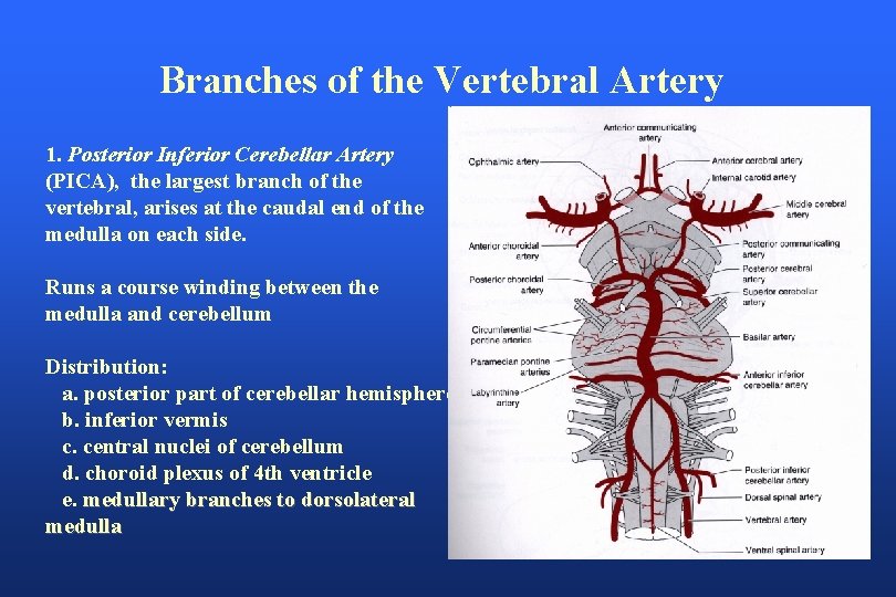 Branches of the Vertebral Artery 1. Posterior Inferior Cerebellar Artery (PICA), the largest branch