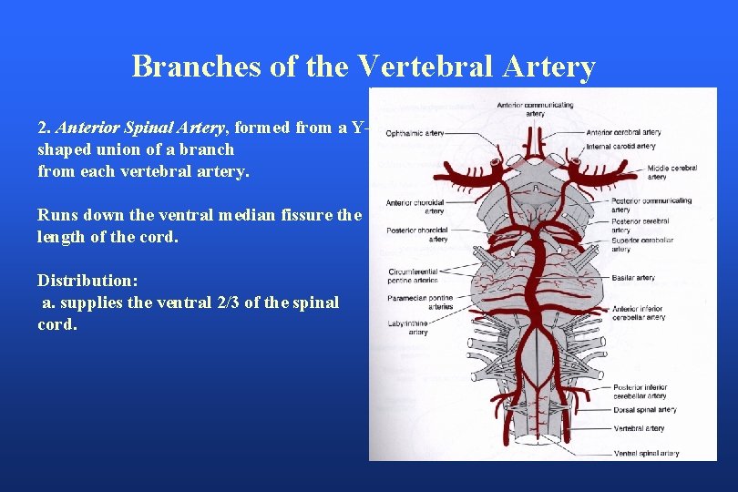 Branches of the Vertebral Artery 2. Anterior Spinal Artery, formed from a Yshaped union