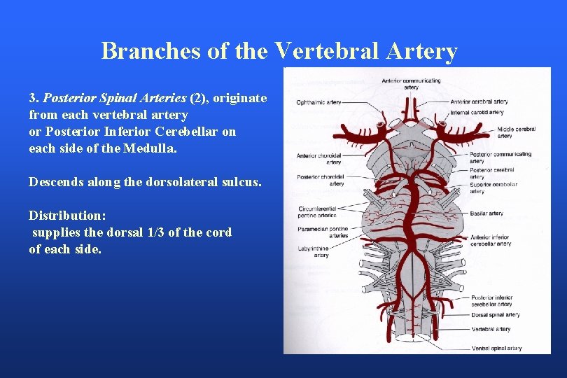 Branches of the Vertebral Artery 3. Posterior Spinal Arteries (2), originate from each vertebral
