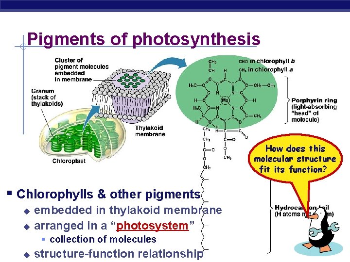 Pigments of photosynthesis How does this molecular structure fit its function? § Chlorophylls &