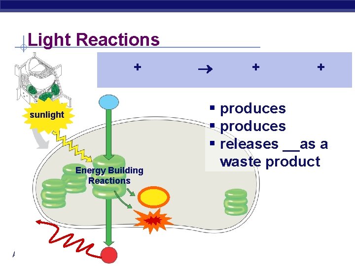 Light Reactions + sunlight Energy Building Reactions AP Biology + + § produces §