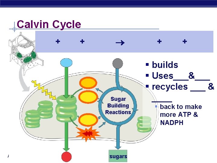 Calvin Cycle + + Sugar Building Reactions AP Biology sugars + + § builds