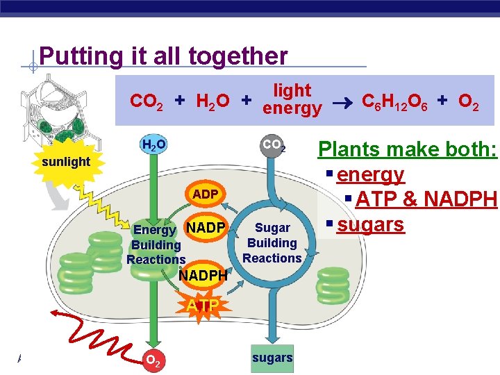 Putting it all together light CO 2 + H 2 O + energy C