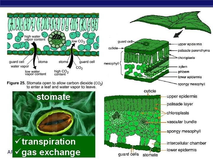 stomate ütranspiration AP ü Biology gas exchange 