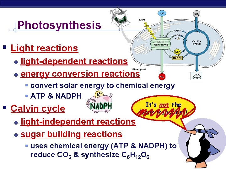 Photosynthesis § Light reactions light-dependent reactions u energy conversion reactions u § convert solar