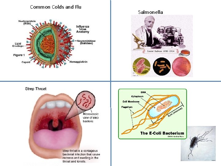 Common Colds and Flu Salmonella 
