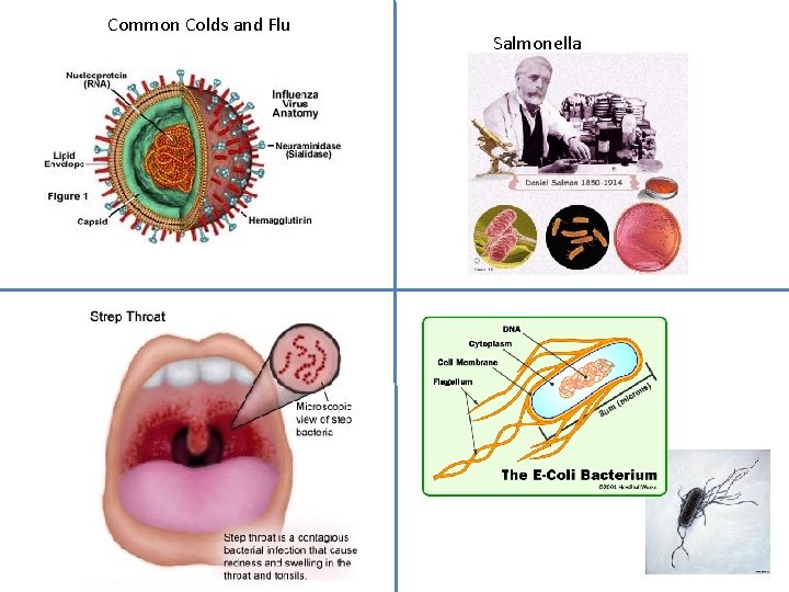 Common Colds and Flu Salmonella Common Colds and Flu Salmonella