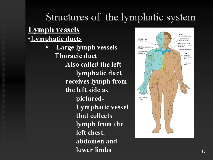 Structures of the lymphatic system Lymph vessels • Lymphatic ducts • Large lymph vessels
