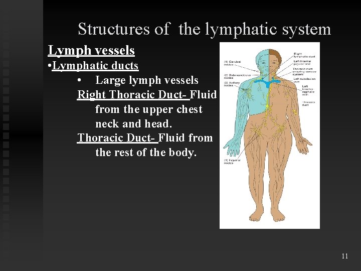 Structures of the lymphatic system Lymph vessels • Lymphatic ducts • Large lymph vessels