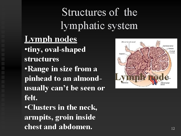 Structures of the lymphatic system Lymph nodes • tiny, oval-shaped structures • Range in