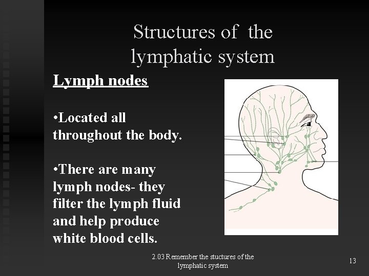 Structures of the lymphatic system Lymph nodes • Located all throughout the body. •