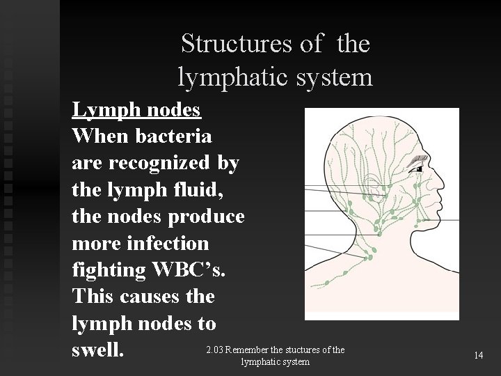 Structures of the lymphatic system Lymph nodes When bacteria are recognized by the lymph